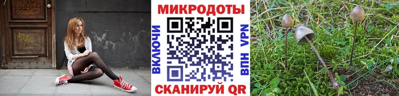 цена   Кингисепп  Галлюциногенные грибы Psilocybine cubensis 